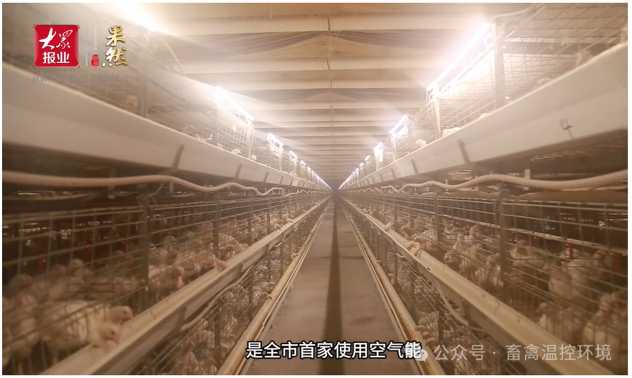全市首家使用空氣能采暖養(yǎng)殖企業(yè)|張加書(shū)：從會(huì)養(yǎng)雞到“慧”養(yǎng)雞，科技賦能循環(huán)農(nóng)業(yè)